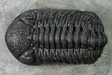 Nice, Austerops Trilobite - Visible Eye Facets #171530-1
